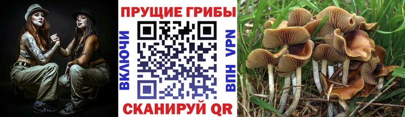 где продают   площадка наркотические препараты  Галлюциногенные грибы прущие грибы  Костерёво 